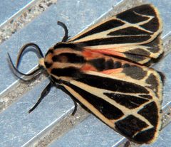 Apantesis phalerata by Bruce Marlin. Used under a CC BY-SA 3.0 license.