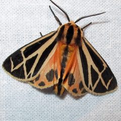Apantesis phalerata 1 by Jacy Lucier. Used under a CC BY-SA 4.0 license.