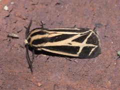 Apantesis phalerata P1310569a by 
xpda. Used under a CC BY-SA 4.0 license.