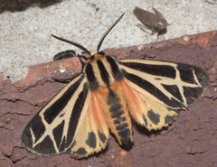 Apantesis phalerata P1310581a by 
xpda. Used under a CC BY-SA 4.0 license.