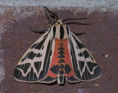 Grammia phyllira P1440694a by
xpda. Used under a CC BY-SA 4.0 license.