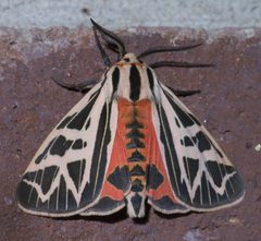 Grammia phyllira P1440696a by
xpda. Used under a CC BY-SA 4.0 license.
