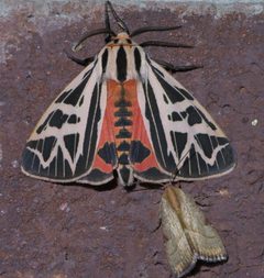 Grammia phyllira P1440713a by 
xpda. Used under a CC BY-SA 4.0 license.