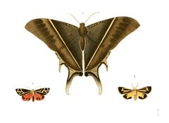 Illustrations of Exotic Entomology I 07 by Plates: Dru Drury (1725–1803). Text: John Obadiah Westwood (1805–1893). Used under a Public domain license.