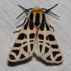 Apantesis proxima Ueda by Ken-ichi Ueda. Used under a CC BY 4.0 license.