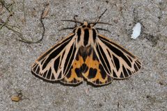 Apantesis virguncula by Laura Gaudette. Used under a CC BY 4.0 license.
