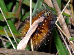 Larva de Arctia caja by Wikisaaczamora. Used under a CC BY 4.0 license.