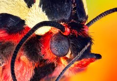Portrait of a garden tiger moth Arctia caja by Retro Lenses. Used under a CC BY 4.0 license.