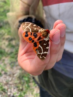 Arctia opulenta by Vaughn Shirey. Used under a CC0 license.