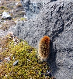 Gynaephora groenlandica by Mike Beauregard from Nunavut, Canada. Used under a CC BY 2.0 license.