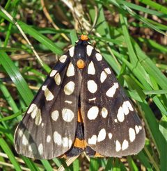 Arctia virginalis by Jacy Lucier. Used under a CC BY-SA 4.0 license.