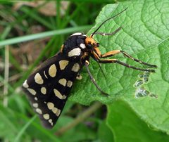 Arctia virginalis 1 by Jacy Lucier. Used under a CC BY-SA 4.0 license.