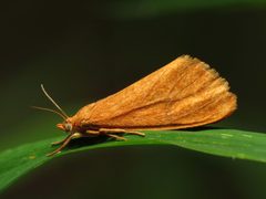 Orange Holomelina Moth - Flickr - treegrow by Katja Schulz from Washington, D. C., USA. Used under a CC BY 2.0 license.