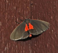 Virbia laeta by Aarongunnar. Used under a CC BY-SA 3.0 license.