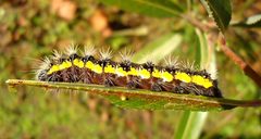 Haploa Confusa Larva Side View by Shaina Noggle. Used under a CC BY-SA 3.0 license.