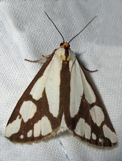 Haploa confusa by Jacy Lucier. Used under a CC BY-SA 4.0 license.
