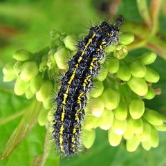Haploa confusa 1 by Jacy Lucier. Used under a CC BY-SA 4.0 license.
