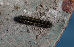 Haploa confusa caterpillar by Cody Hough. Used under a CC BY-SA 3.0 license.