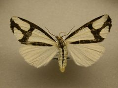 Haploa contigua by JB Sullivan, Research Collection of J. B. Sullivan. Used under a Public domain license.