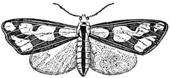 EB1911 Lepidoptera - Haploa Lecontei by George Herbert Carpenter. Used under a Public domain license.