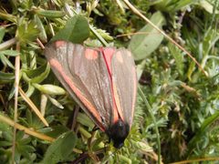 Tyria jacobaeae 01 by wikipedia. Used under a CC BY-SA 3.0 license.