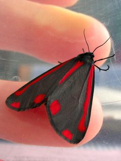 Tyria jacobaeae 03 by wikipedia. Used under a CC BY-SA 3.0 license.