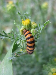 Tyria jacobaeae 103785754 by bat (Maria Vorontsova). Used under a CC0 license.