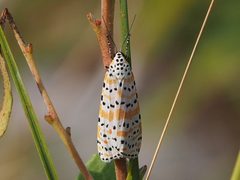 Utetheisa ornatrix 110355843 by Zygy. Used under a CC0 license.