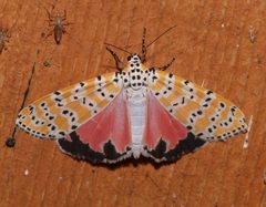 Utetheisa ornatrix 70374412 by Laura Gaudette. Used under a CC BY 4.0 license.