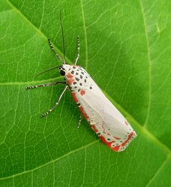 Utetheisa ornatrix ornatrix - Flickr - gailhampshire by gailhampshire from Cradley, Malvern, U.K. Used under a CC BY 2.0 license.
