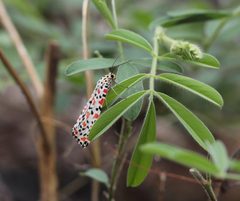 Utetheisa pulchella 294A3298 Stgo CV by Christian Pirkl. Used under a CC BY-SA 4.0 license.