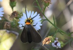 Cisseps fulvicollis 167981491 by Chrissy McClarren and Andy Reago. Used under a CC0 license.
