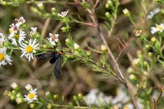 Cisseps fulvicollis 236551106 by Michael Eisen. Used under a CC BY 4.0 license.