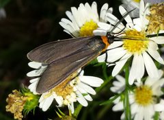 Cisseps fulvicollis 30044884 by Even Dankowicz. Used under a CC BY 4.0 license.