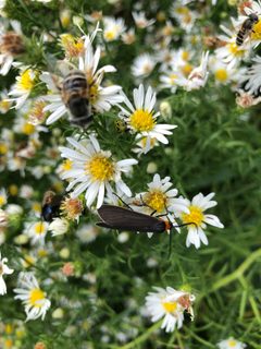 Cisseps fulvicollis 53194482 by Isaac Larkin. Used under a CC BY-SA 4.0 license.