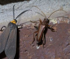 Cisseps fulvicollis P1410158a by 
xpda. Used under a CC BY-SA 4.0 license.