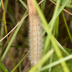 Cisseps fulvicollis larva by Reiner Jakubowski. Used under a CC BY-SA 4.0 license.