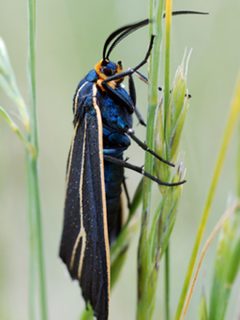Ctenucha cressonana by Sally King. Used under a Public domain license.