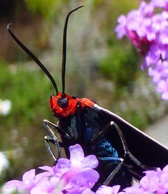 Ctenucha multifaria 2 by Maria Finegan. Used under a CC BY-SA 4.0 license.
