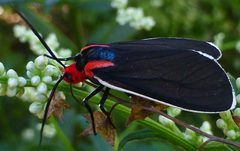 Ctenucha multifaria 3 by Maria Finegan. Used under a CC BY-SA 4.0 license.