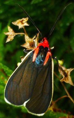Ctenucha multifaria 4 by Maria Finegan. Used under a CC BY-SA 4.0 license.