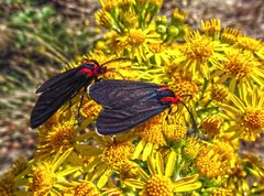 Red-shouldered Ctenucha Moth by Themom51. Used under a CC BY-SA 4.0 license.