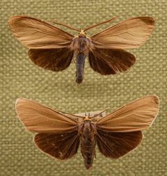 Ctenucha virginica Bruce by Skye McDavid. Used under a CC BY 4.0 license.