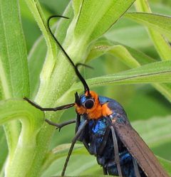 Ctenucha virginica female by Jacy Lucier. Used under a CC BY-SA 4.0 license.