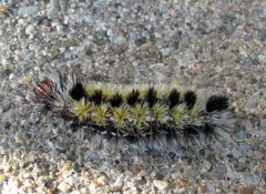 Ctenucha virginica larva by Jacy Lucier. Used under a CC BY-SA 4.0 license.