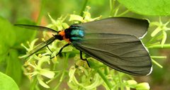 Ctenucha virginica male by Jacy Lucier. Used under a CC BY-SA 4.0 license.