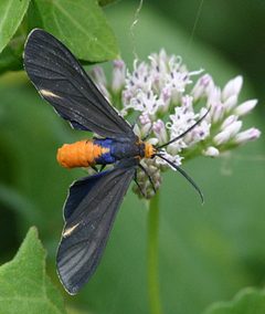 Dahana atripennis by Mike Boone. Used under a CC BY-SA 2.5 license.