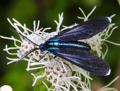 Uranophora leucotelus 12543407 by Francisco Farriols Sarabia. Used under a CC BY 4.0 license.