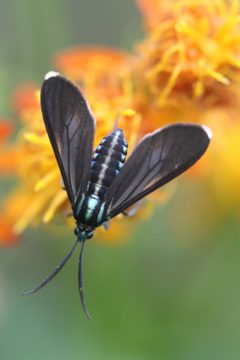 Uranophora leucotelus 173117190 by Skjold Søndergaard. Used under a CC BY 4.0 license.
