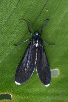 Uranophora leucotelus 177798675 by Chloe and Trevor Van Loon. Used under a CC BY 4.0 license.
